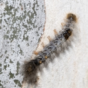 Euproctis marginalis at Nicholls, ACT - 7 Mar 2019