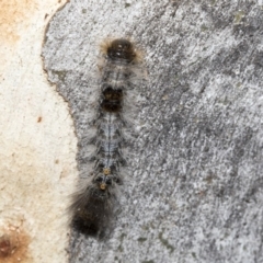 Euproctis marginalis at Nicholls, ACT - 7 Mar 2019