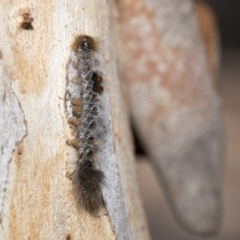 Euproctis marginalis at Nicholls, ACT - 7 Mar 2019