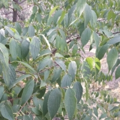 Celtis australis (Nettle Tree) at Jerrabomberra, ACT - 5 Mar 2019 by Mike