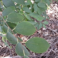 Celtis australis at Jerrabomberra, ACT - 5 Mar 2019 05:12 PM