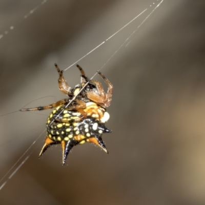 Austracantha minax (Christmas Spider, Jewel Spider) at Nicholls, ACT - 6 Mar 2019 by Alison Milton