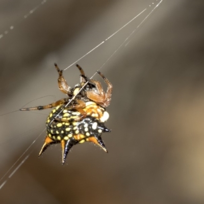 Austracantha minax (Christmas Spider, Jewel Spider) at Nicholls, ACT - 7 Mar 2019 by AlisonMilton