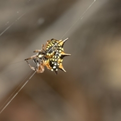 Austracantha minax at Nicholls, ACT - 7 Mar 2019