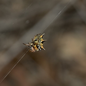 Austracantha minax at Nicholls, ACT - 7 Mar 2019