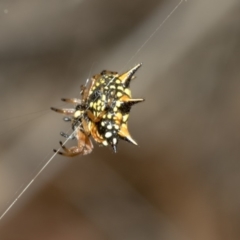 Austracantha minax at Nicholls, ACT - 7 Mar 2019 10:14 AM