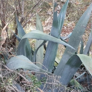 Agave americana at Jerrabomberra, ACT - 5 Mar 2019 05:11 PM