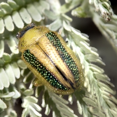 Calomela vittata (Acacia leaf beetle) at Nicholls, ACT - 6 Mar 2019 by AlisonMilton