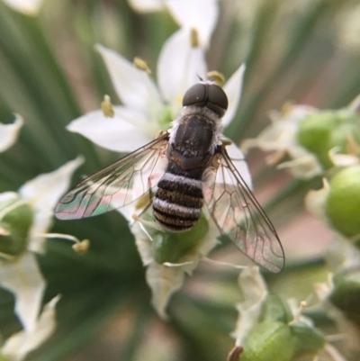 Villa sp. (genus) (Unidentified Villa bee fly) at Gunning, NSW - 8 Mar 2019 by sduus