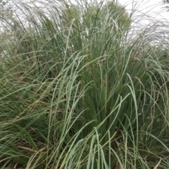 Cortaderia selloana (Pampas Grass) at Tuggeranong DC, ACT - 5 Mar 2019 by Mike