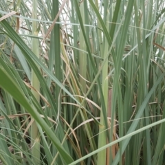 Cortaderia selloana at Tuggeranong DC, ACT - 5 Mar 2019 04:21 PM