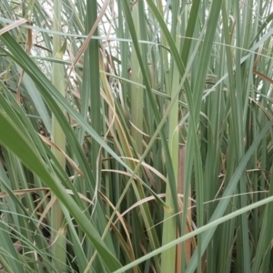 Cortaderia selloana at Tuggeranong DC, ACT - 5 Mar 2019 04:21 PM