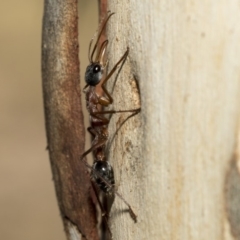 Myrmecia nigriceps (Black-headed bull ant) at Nicholls, ACT - 7 Mar 2019 by AlisonMilton