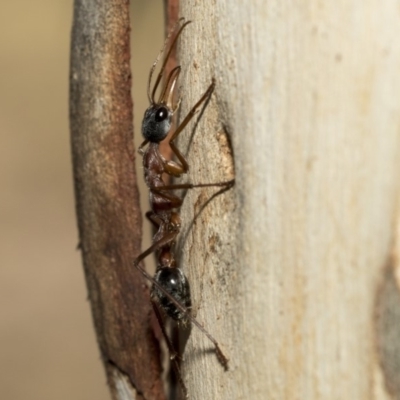 Myrmecia nigriceps (Black-headed bull ant) at Nicholls, ACT - 7 Mar 2019 by AlisonMilton