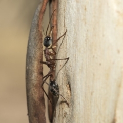 Myrmecia nigriceps at Nicholls, ACT - 7 Mar 2019 10:08 AM