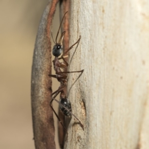 Myrmecia nigriceps at Nicholls, ACT - 7 Mar 2019 10:08 AM