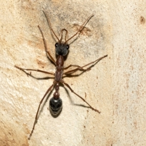 Myrmecia nigriceps at Nicholls, ACT - 7 Mar 2019 10:08 AM