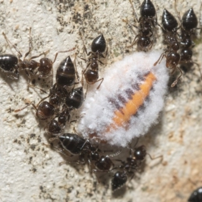 Crematogaster sp. (genus) (Acrobat ant, Cocktail ant) at Nicholls, ACT - 7 Mar 2019 by AlisonMilton