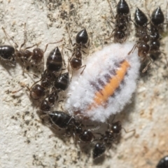 Crematogaster sp. (genus) (Acrobat ant, Cocktail ant) at Nicholls, ACT - 6 Mar 2019 by Alison Milton