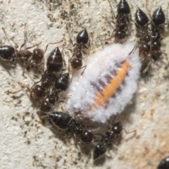 Monophlebulus sp. (genus) (Giant Snowball Mealybug) at Nicholls, ACT - 6 Mar 2019 by Alison Milton