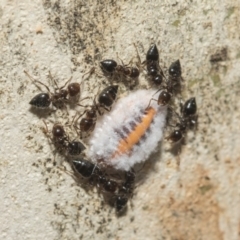 Monophlebulus sp. (genus) at Nicholls, ACT - 7 Mar 2019