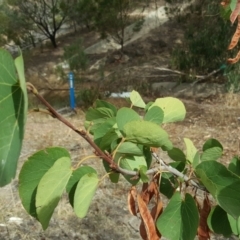 Cercis siliquastrum (Judas Tree) at Tuggeranong DC, ACT - 5 Mar 2019 by Mike