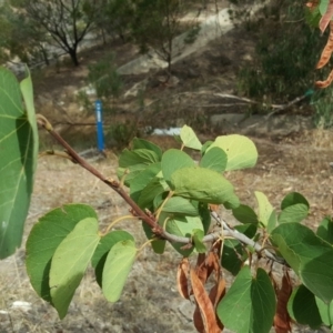 Cercis siliquastrum at Tuggeranong DC, ACT - 5 Mar 2019 04:02 PM