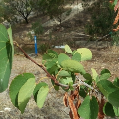 Cercis siliquastrum (Judas Tree) at Tuggeranong DC, ACT - 5 Mar 2019 by Mike