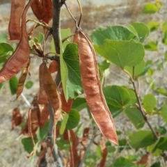 Cercis siliquastrum at Tuggeranong DC, ACT - 5 Mar 2019 04:02 PM