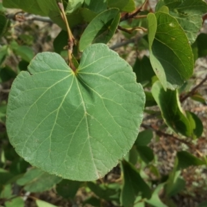 Cercis siliquastrum at Tuggeranong DC, ACT - 5 Mar 2019