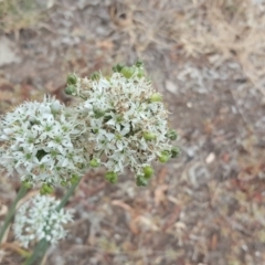 Allium tuberosum (Garlic Chives) at Jerrabomberra, ACT - 5 Mar 2019 by Mike