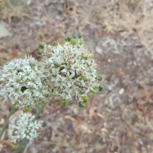 Allium tuberosum at Isaacs Ridge - 5 Mar 2019 03:55 PM