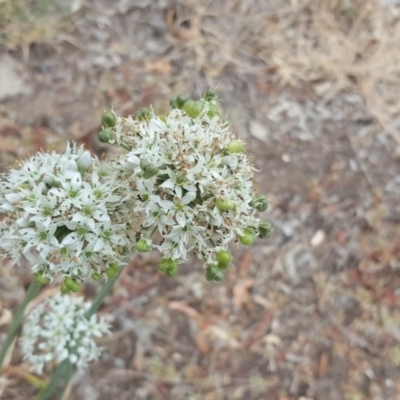 Allium tuberosum (Garlic Chives) at Jerrabomberra, ACT - 5 Mar 2019 by Mike