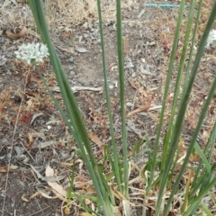 Allium tuberosum at Isaacs Ridge - 5 Mar 2019 03:55 PM