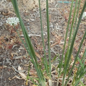 Allium tuberosum at Isaacs Ridge - 5 Mar 2019