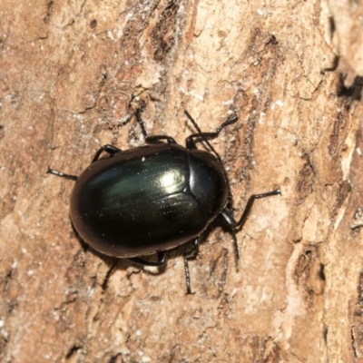 Chalcopteroides spectabilis (Rainbow darkling beetle) at Giralang, ACT - 7 Mar 2019 by AlisonMilton