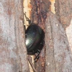 Chalcopteroides sp. (genus) (Rainbow darkling beetle) at Nicholls, ACT - 7 Mar 2019 by AlisonMilton