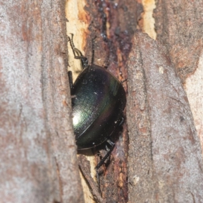 Chalcopteroides sp. (genus) (Rainbow darkling beetle) at Nicholls, ACT - 7 Mar 2019 by AlisonMilton