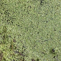 Lemna disperma (Common Duck-weed) at O'Connor, ACT - 8 Mar 2019 by JaneR