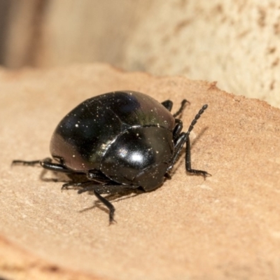 Chalcopteroides spectabilis (Rainbow darkling beetle) at Nicholls, ACT - 7 Mar 2019 by AlisonMilton