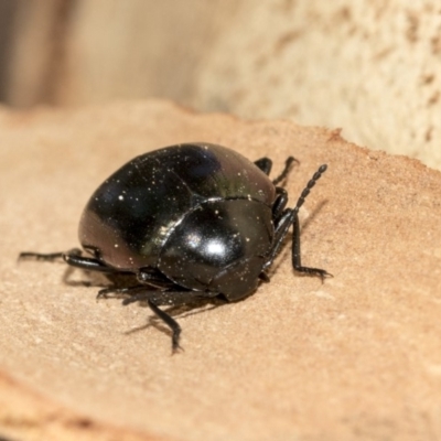 Chalcopteroides spectabilis (Rainbow darkling beetle) at Nicholls, ACT - 6 Mar 2019 by AlisonMilton