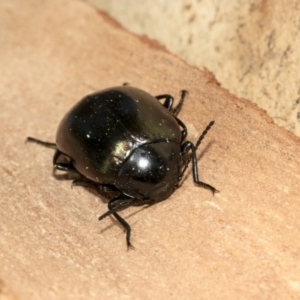 Chalcopteroides spectabilis at Nicholls, ACT - 7 Mar 2019 09:56 AM