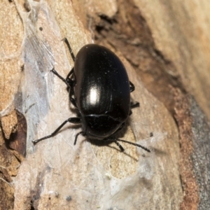 Chalcopteroides spectabilis at Nicholls, ACT - 7 Mar 2019