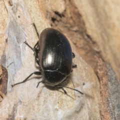 Chalcopteroides spectabilis at Nicholls, ACT - 7 Mar 2019 09:56 AM