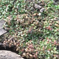 Elatine gratioloides (Waterwort) at Watson, ACT - 8 Mar 2019 by JaneR