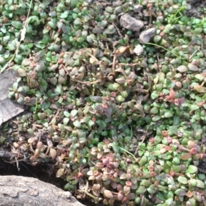 Elatine gratioloides at Watson, ACT - 8 Mar 2019