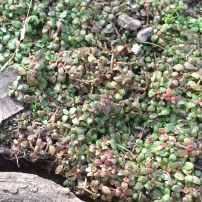 Elatine gratioloides (Waterwort) at Mount Majura - 8 Mar 2019 by JaneR