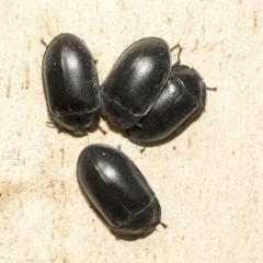 Pterohelaeus striatopunctatus (Darkling beetle) at Nicholls, ACT - 7 Mar 2019 by AlisonMilton