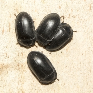 Pterohelaeus striatopunctatus at Nicholls, ACT - 7 Mar 2019