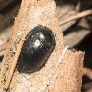 Pterohelaeus striatopunctatus at Nicholls, ACT - 7 Mar 2019